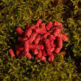 03008 Pellet Erdberry